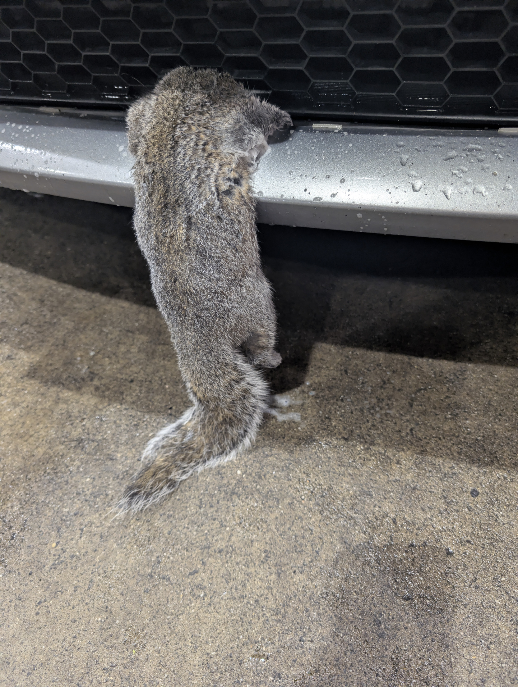 Dead squirrel Blank Meme Template