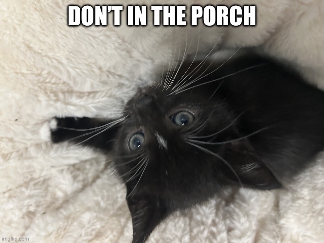 Don’t in the ___ | DON’T IN THE PORCH | image tagged in don t in the ___ | made w/ Imgflip meme maker