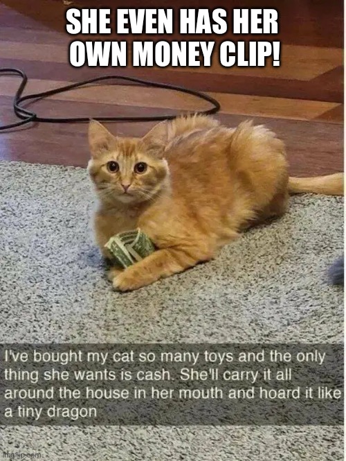 She’s managed to amass a small fortune… | SHE EVEN HAS HER 
OWN MONEY CLIP! | image tagged in cats,cold hard cash,hoarder,tiny dragon,money clip | made w/ Imgflip meme maker