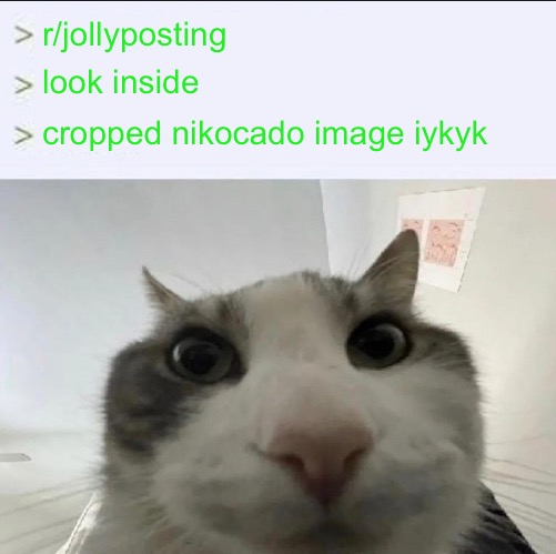 :c | r/jollyposting; look inside; cropped nikocado image iykyk | image tagged in cat looks inside | made w/ Imgflip meme maker
