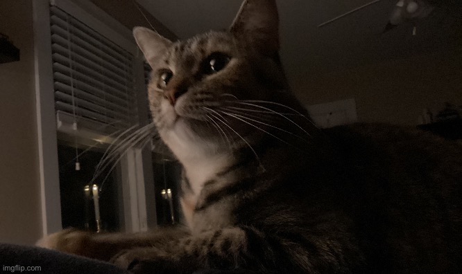 look at this goober (my cat Hazel) | made w/ Imgflip meme maker