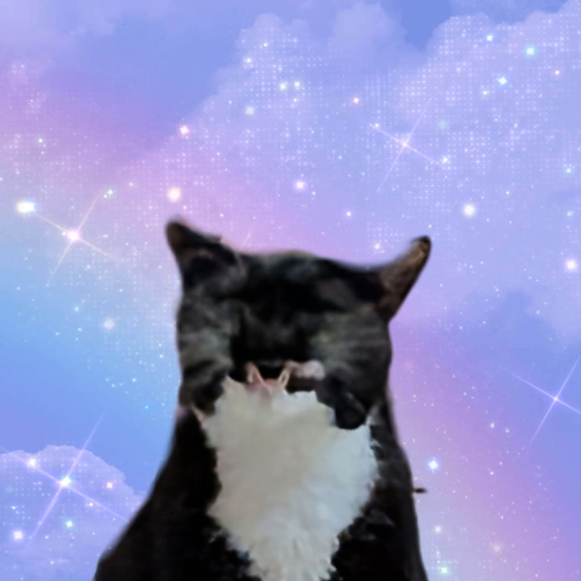 Mew Blank Meme Template