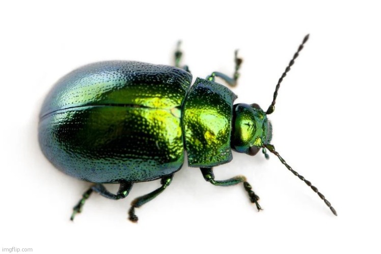 . | image tagged in beetle | made w/ Imgflip meme maker