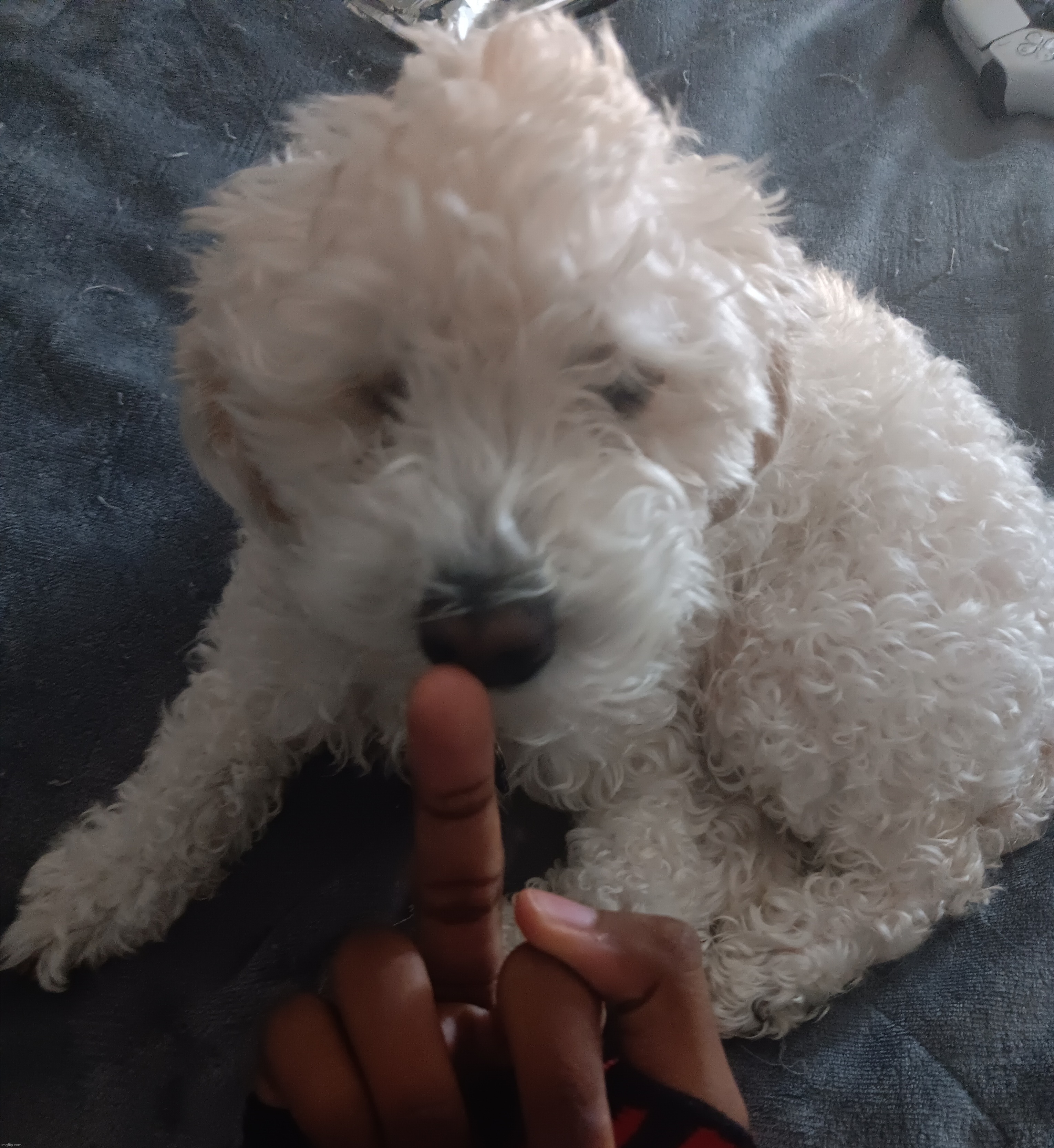 canine | made w/ Imgflip meme maker