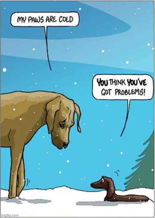 Winter Blues | image tagged in dogs,winter,blues,snow | made w/ Imgflip meme maker