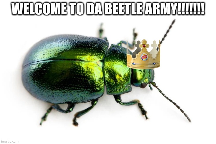 this is a gigg beetle | WELCOME TO DA BEETLE ARMY!!!!!!! | image tagged in beetle,army | made w/ Imgflip meme maker