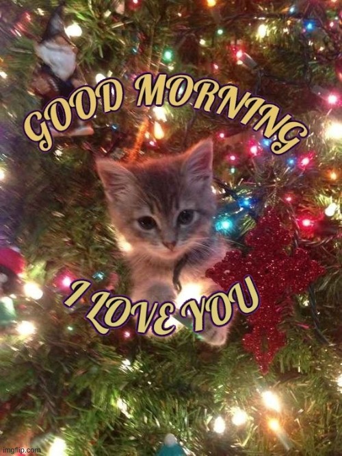 image tagged in good morning,i love you,kitten,happy holidays | made w/ Imgflip meme maker
