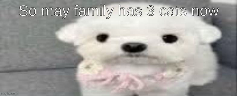 Dog stating | So may family has 3 cats now | image tagged in dog stating | made w/ Imgflip meme maker