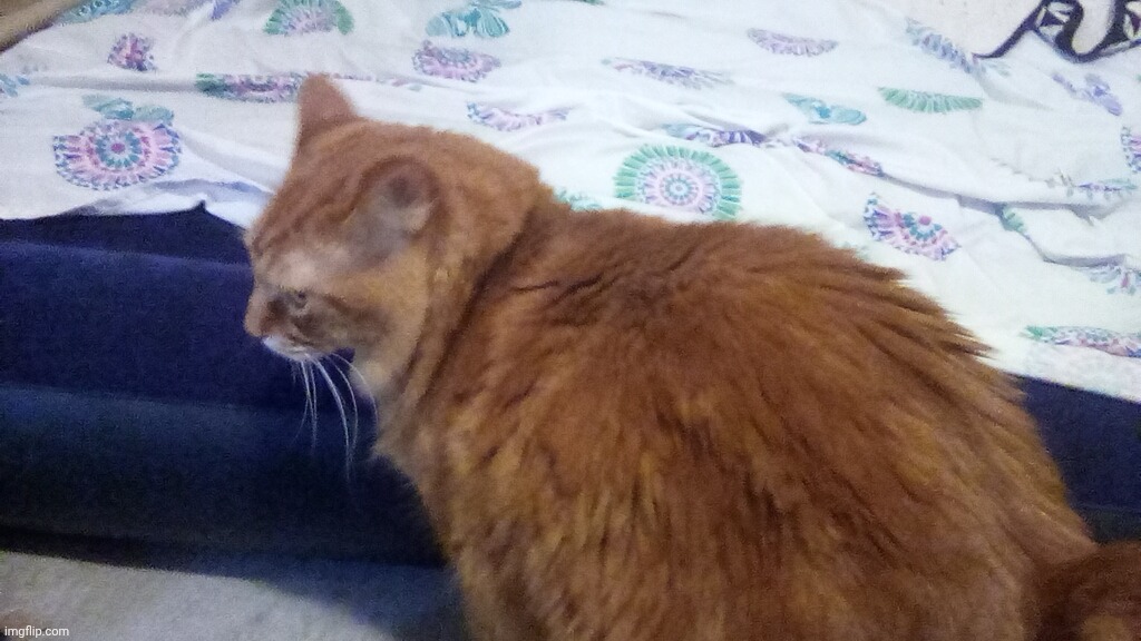 Anyways I'm too tired to be on msmg rn, so here's a pic of Johnny cash (my cat) before I leave | made w/ Imgflip meme maker