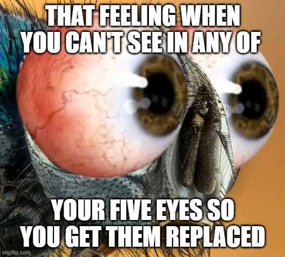 That feeling when you can't see in any of your five eyes so you get them replaced | THAT FEELING WHEN YOU CAN'T SEE IN ANY OF; YOUR FIVE EYES SO YOU GET THEM REPLACED | image tagged in fly with bulging human eyes | made w/ Imgflip meme maker