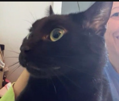 Shocked Blank Meme Template