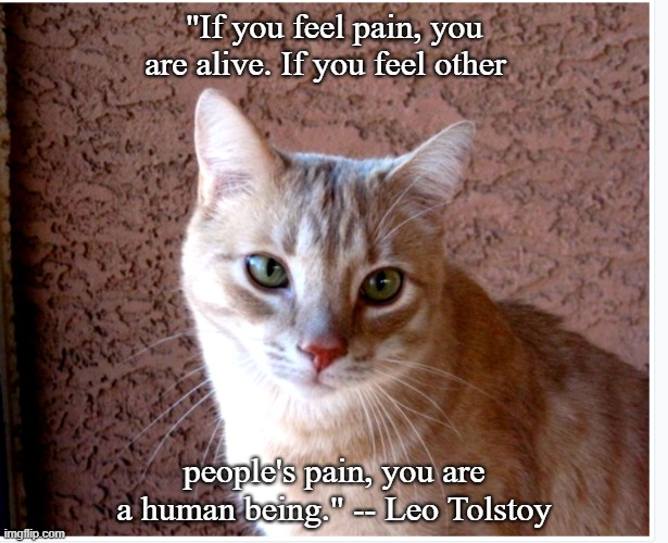 This seems true | "If you feel pain, you are alive. If you feel other; people's pain, you are a human being." -- Leo Tolstoy | image tagged in cats | made w/ Imgflip meme maker