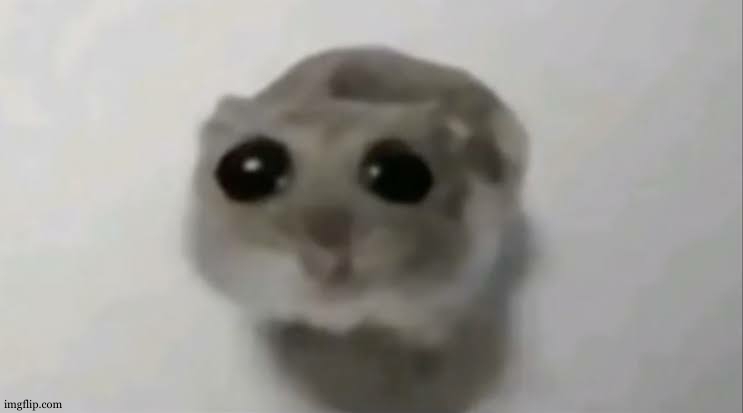 Sad Hamster | image tagged in sad hamster | made w/ Imgflip meme maker