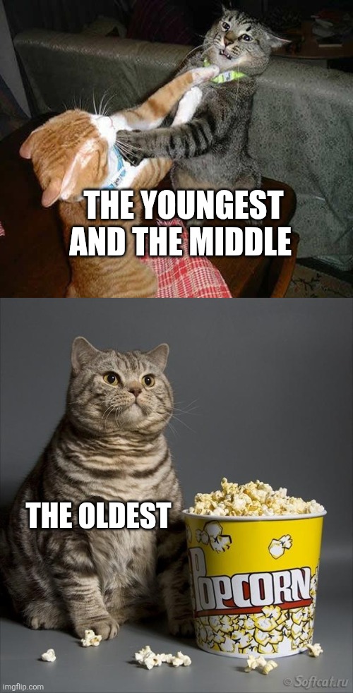 Cat watching other cats fight | THE YOUNGEST AND THE MIDDLE; THE OLDEST | image tagged in cat watching other cats fight | made w/ Imgflip meme maker