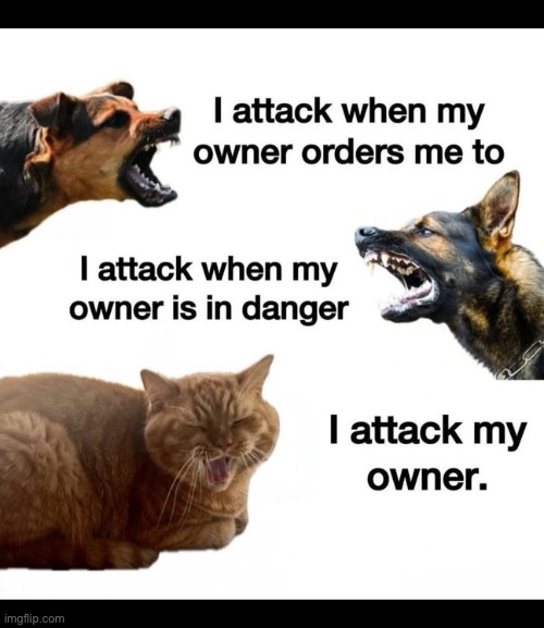Sho’  ‘nuff! | image tagged in cats,dogs,attack the bad guys,attack owner | made w/ Imgflip meme maker