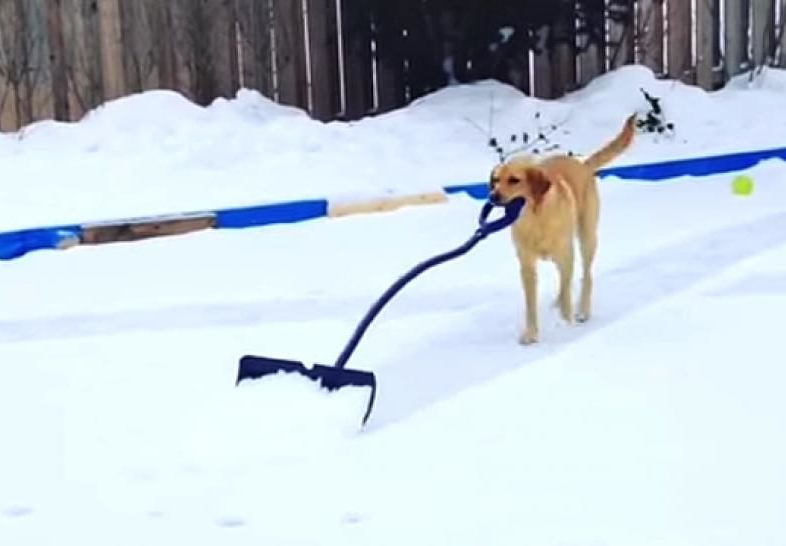 DOG SHOVELING SNOW Blank Meme Template