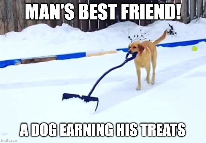 DOG SHOVELING SNOW | MAN'S BEST FRIEND! A DOG EARNING HIS TREATS | image tagged in dog shoveling snow,dog,snow,memes,funny dog,smart dog | made w/ Imgflip meme maker