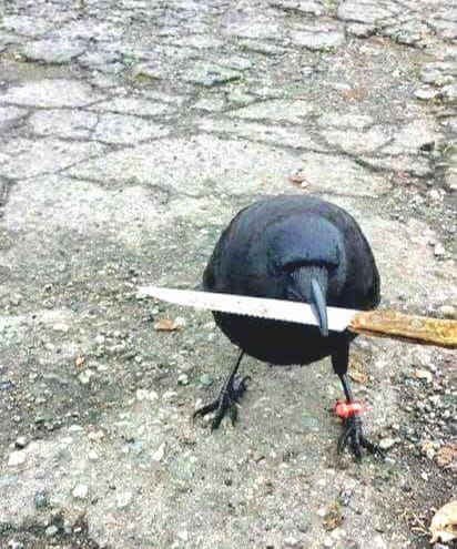 Crow with knife Blank Meme Template