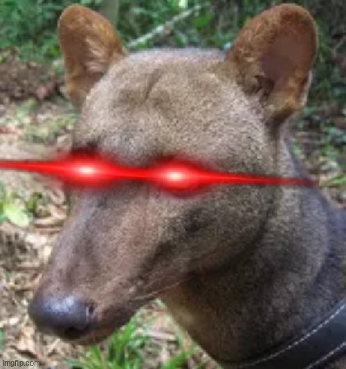 sigma short eared dog | image tagged in sigma short eared dog | made w/ Imgflip meme maker