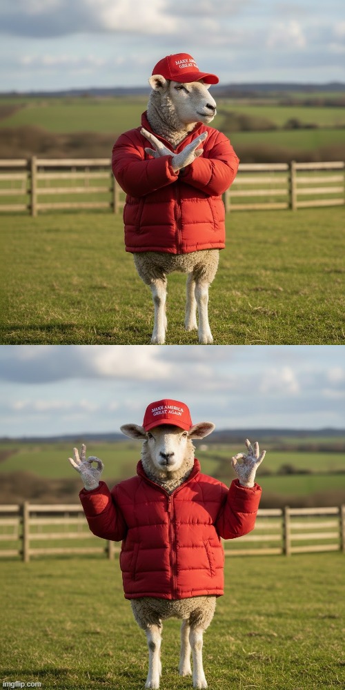 SHEEP NO / OK | image tagged in sheep no,sheep ok,maga,trump,drake no/yes,blank drake format | made w/ Imgflip meme maker