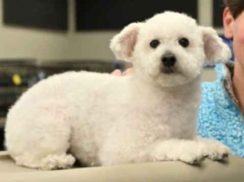 Steve Blank Meme Template