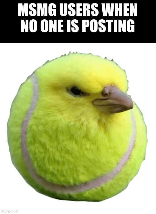 Msmg slander 6 | MSMG USERS WHEN NO ONE IS POSTING | image tagged in tennis bird | made w/ Imgflip meme maker
