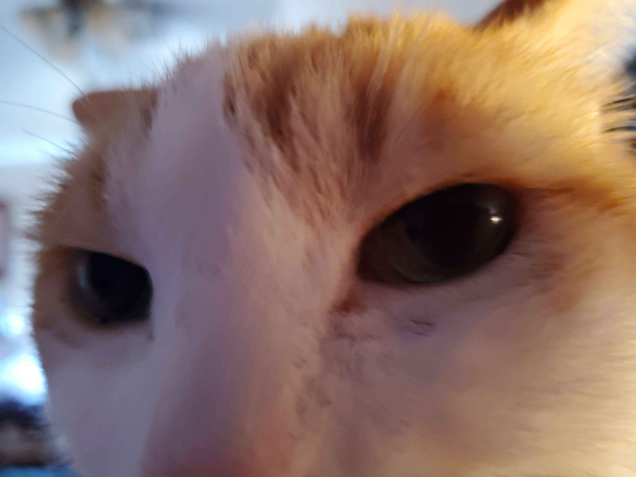 SUSSY CAT Blank Meme Template