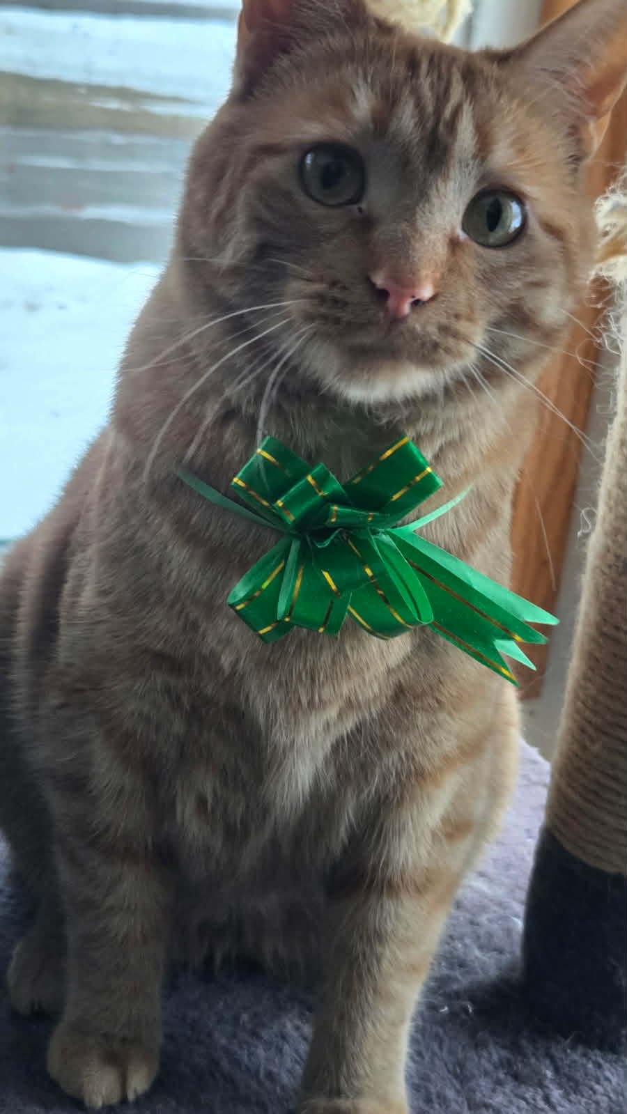 Pumpkin Cat Christmas Blank Meme Template