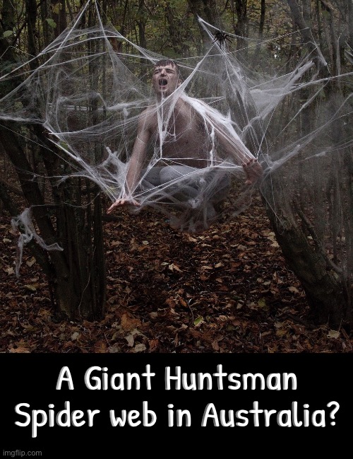 Australian Huntsman Web? | A Giant Huntsman Spider web in Australia? | image tagged in cursed images,what a terrible day to have eyes,spiders,excuse me wtf,australia,what the hell happened here | made w/ Imgflip meme maker