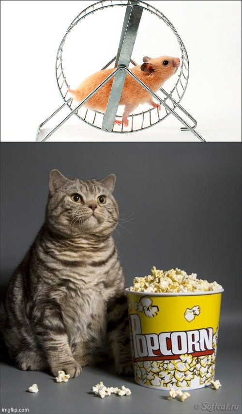 image tagged in hamster on wheel,cat eating popcorn | made w/ Imgflip meme maker