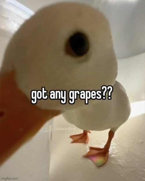 I luv duckies | made w/ Imgflip meme maker