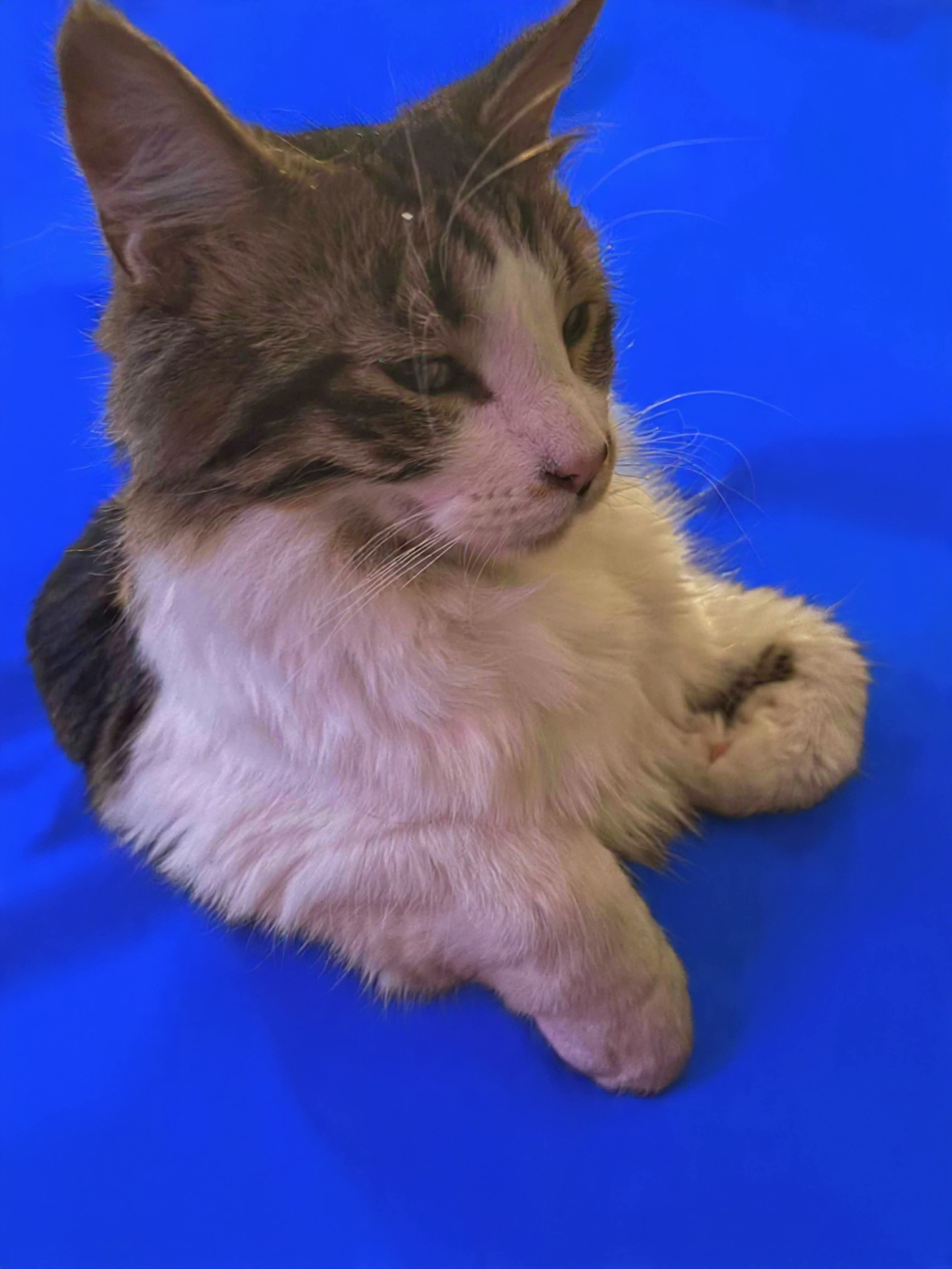 Angry Cat Blank Meme Template