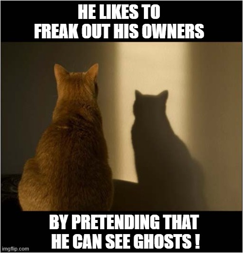 Why Is He Just Staring At The Wall ? | HE LIKES TO FREAK OUT HIS OWNERS; BY PRETENDING THAT
 HE CAN SEE GHOSTS ! | image tagged in cats,staring,freak out,ghosts | made w/ Imgflip meme maker