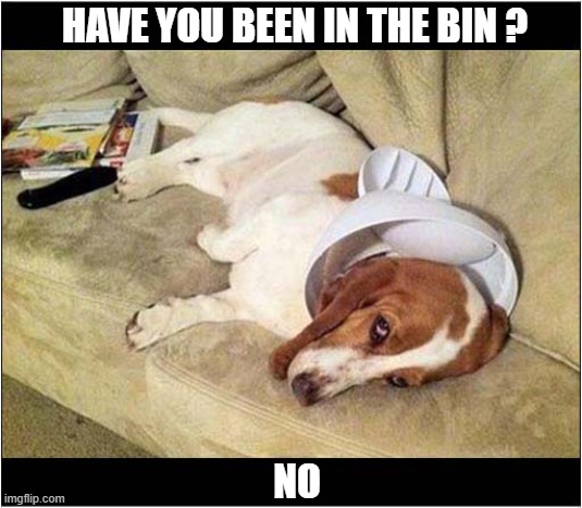 The Bin Lid Of Shame ! | HAVE YOU BEEN IN THE BIN ? NO | image tagged in dogs,bin lid,shame,denial | made w/ Imgflip meme maker