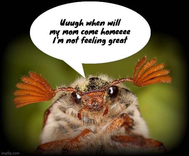 Doodlebug/odd announcement temp | Uuugh when will my mom come homeeee I'm not feeling great | image tagged in doodlebug/odd announcement temp | made w/ Imgflip meme maker