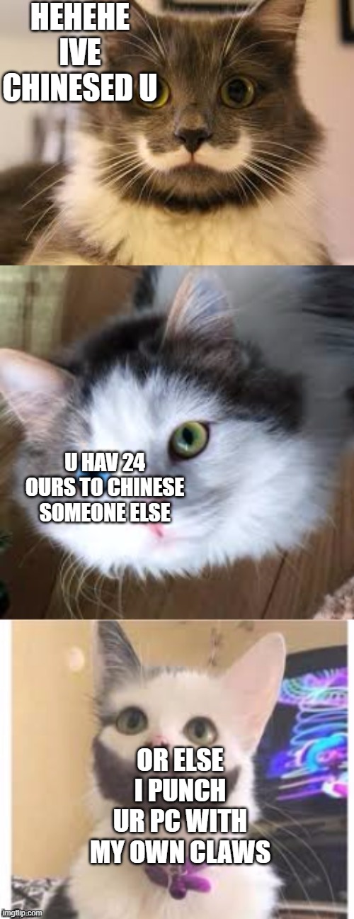 UVE BEEN CHINESED BY THE CHINESE CAT FBIs | HEHEHE IVE  CHINESED U; U HAV 24 OURS TO CHINESE SOMEONE ELSE; OR ELSE I PUNCH UR PC WITH MY OWN CLAWS | image tagged in yt gang | made w/ Imgflip meme maker
