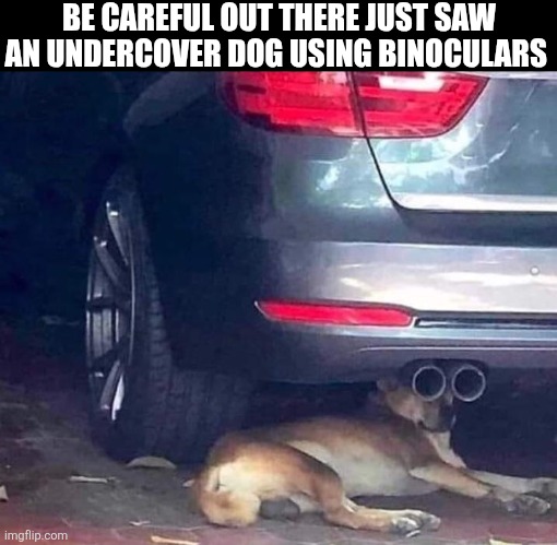 Be Careful Out There | BE CAREFUL OUT THERE JUST SAW AN UNDERCOVER DOG USING BINOCULARS | image tagged in chrisjoines1 | made w/ Imgflip meme maker