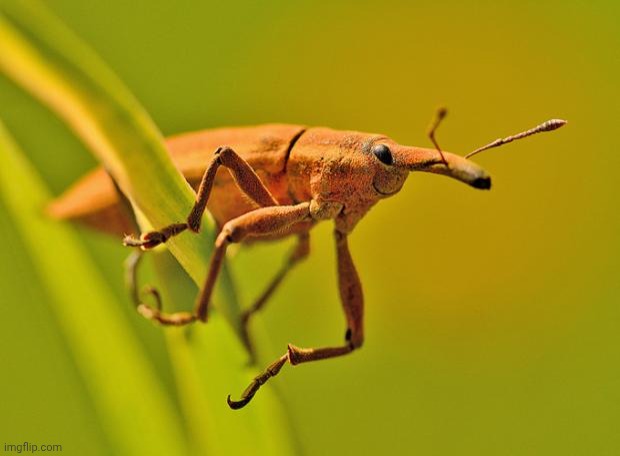 Happy Insect | image tagged in happy insect | made w/ Imgflip meme maker