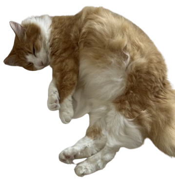 orange cat Blank Meme Template