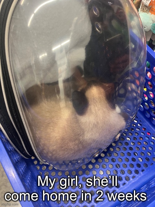 She refused to look at me | My girl, she’ll come home in 2 weeks | made w/ Imgflip meme maker