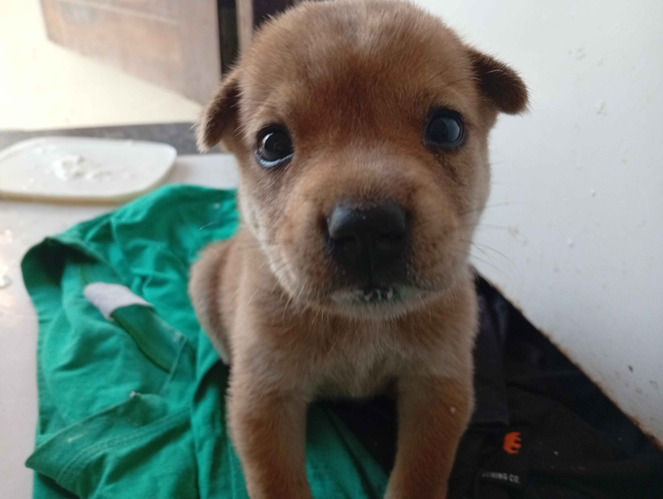 Little Doggy Blank Meme Template