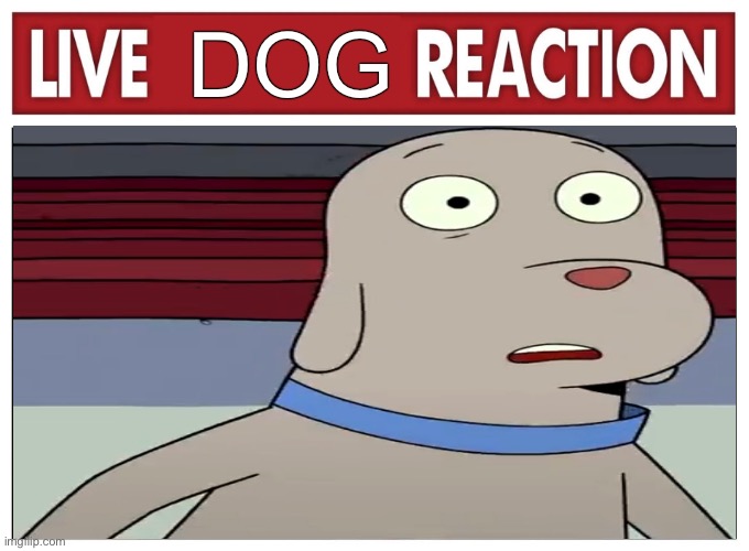 What Is Dog Doing | DOG | image tagged in live reaction | made w/ Imgflip meme maker