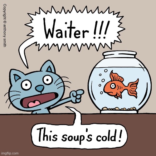 Cattitude | image tagged in cats,comics,cattitude,cold soup,goldfish | made w/ Imgflip meme maker