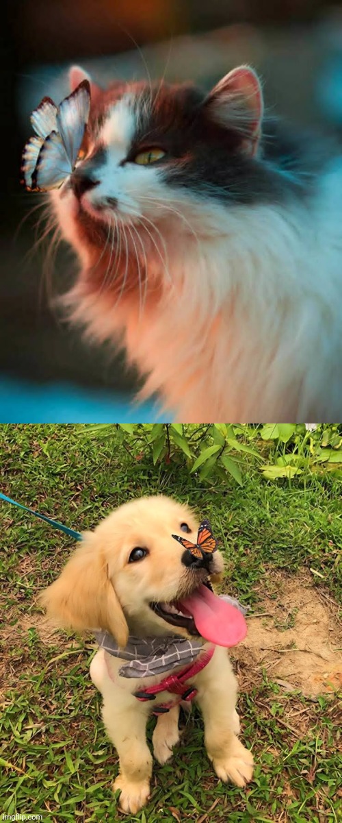 Butterflies love cats & dogs! | image tagged in butterflies,cats,dogs,cute,pics | made w/ Imgflip meme maker