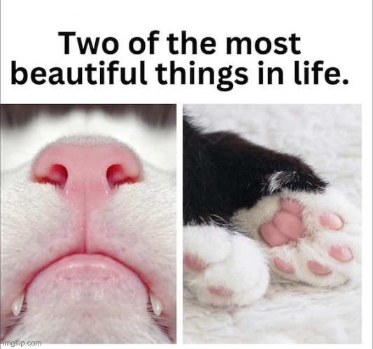 Beautiful Things | image tagged in cats,funny cats,toe beans,nose,beautiful,cute cats | made w/ Imgflip meme maker