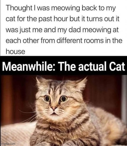 Meanwhile The Actual Cat | image tagged in cats,funny cats,meanwhile,meow,facial expressions,reactions | made w/ Imgflip meme maker