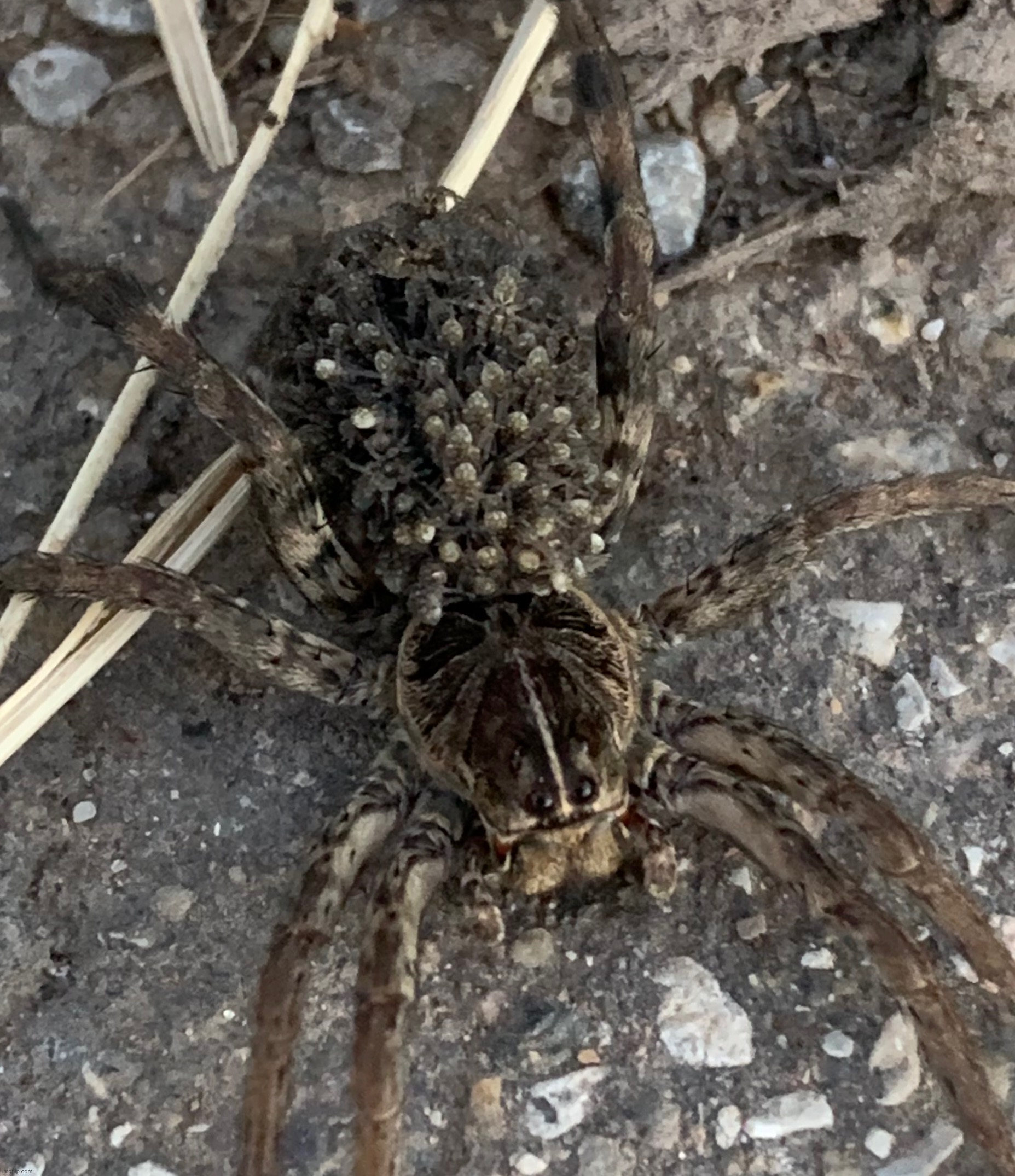 Spider carrying babies on its back | made w/ Imgflip meme maker