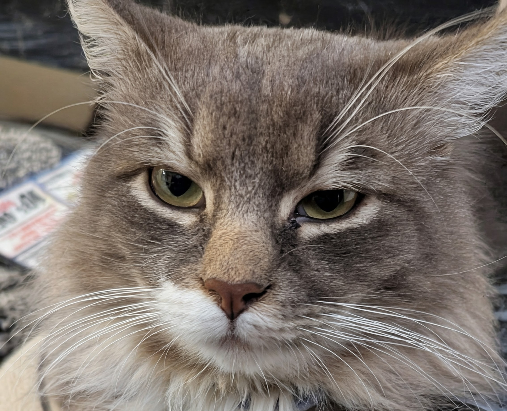 The look your haters get Blank Meme Template