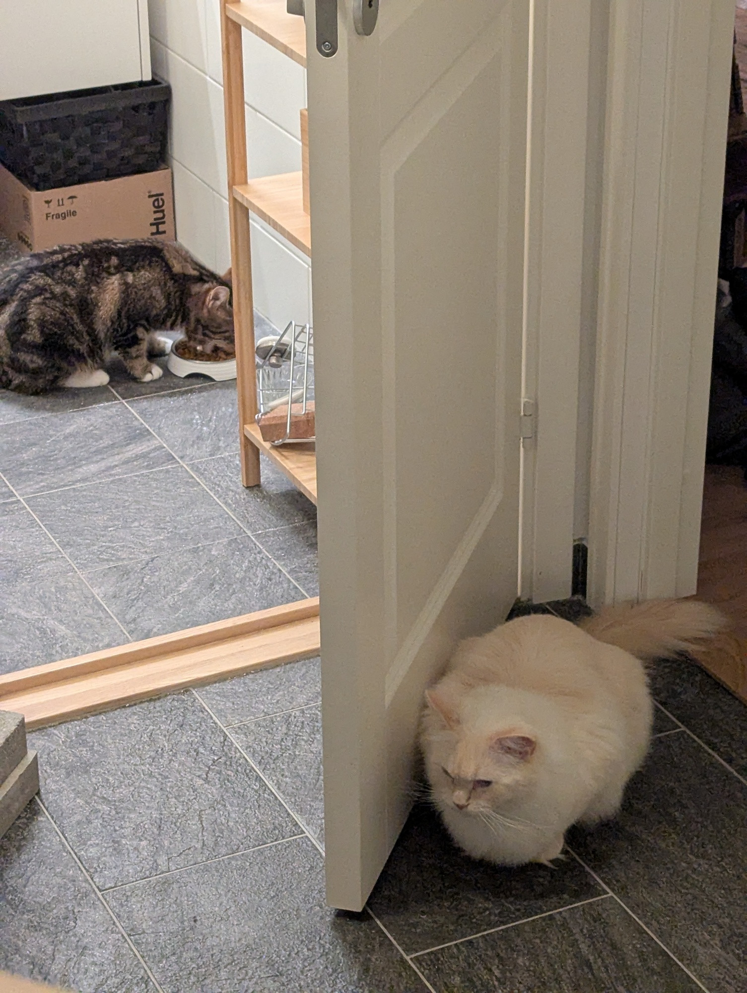 Two cats Blank Meme Template