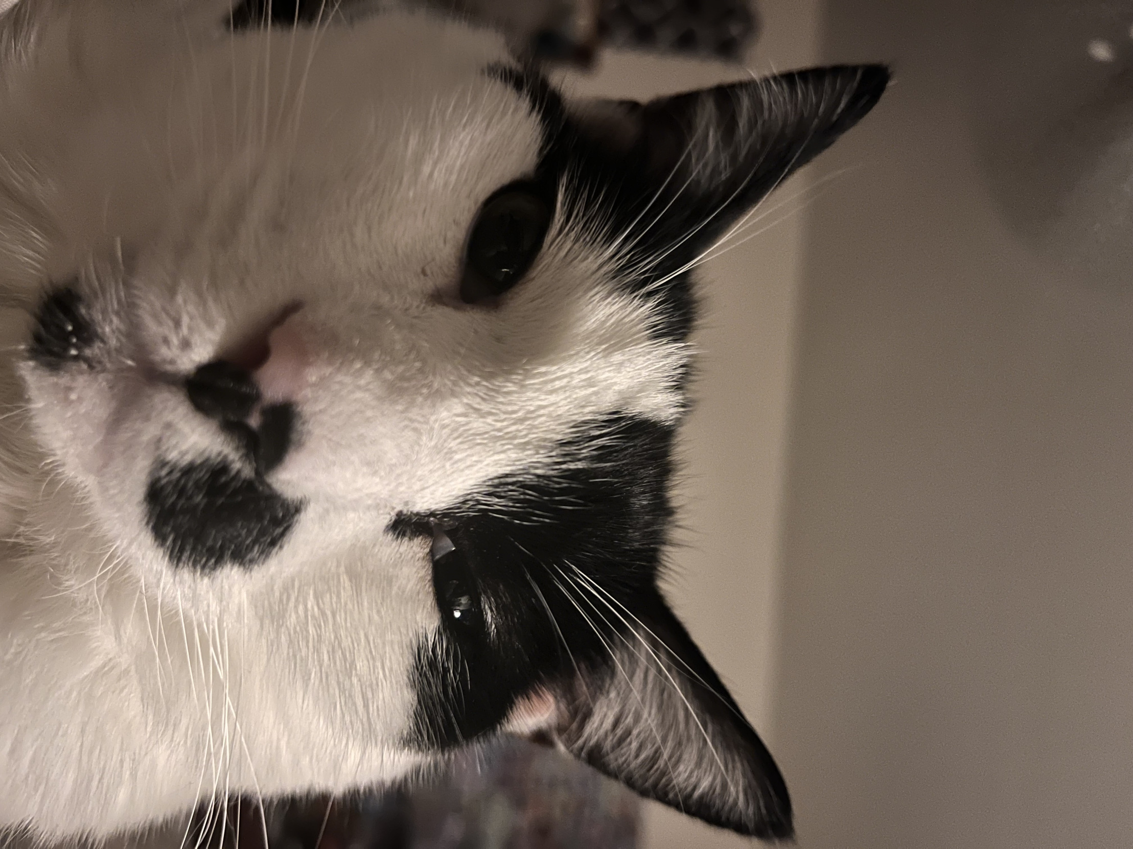 video call Blank Meme Template